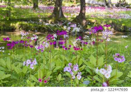 群生する千手ヶ浜のクリンソウ 122447690