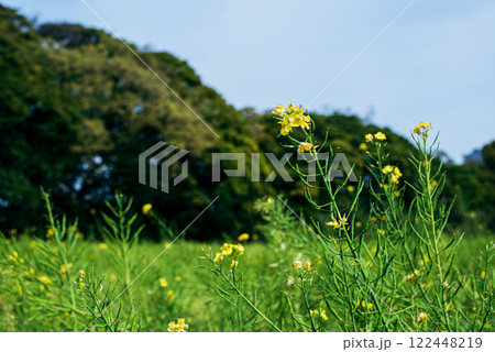 菜の花畑 菜の花畑 122448219