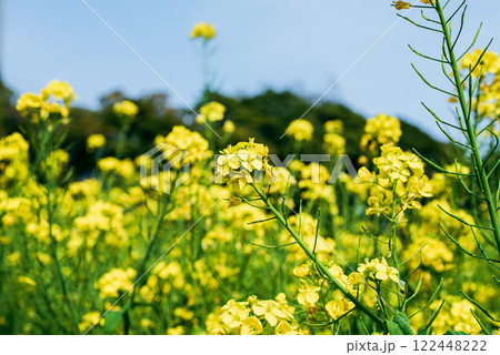 菜の花畑 122448222