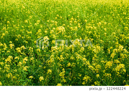 菜の花畑 122448224