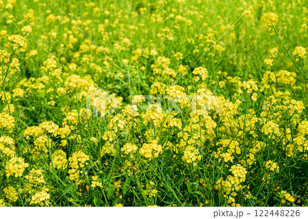 菜の花畑 菜の花畑 122448226