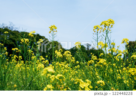 菜の花畑 菜の花畑 122448228