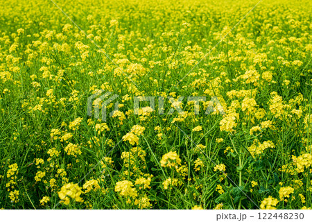 菜の花畑 122448230
