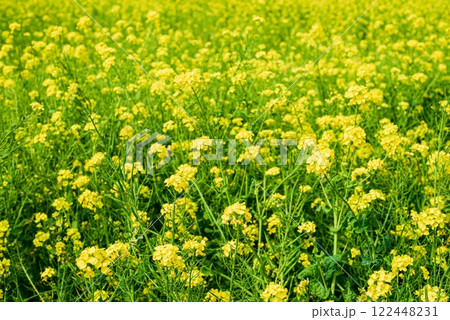 菜の花畑 菜の花畑 122448231