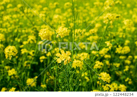 菜の花畑 122448234
