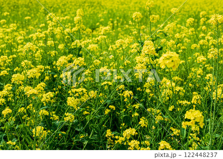菜の花畑 菜の花畑 122448237