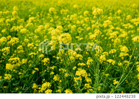 菜の花畑 菜の花畑 122448238