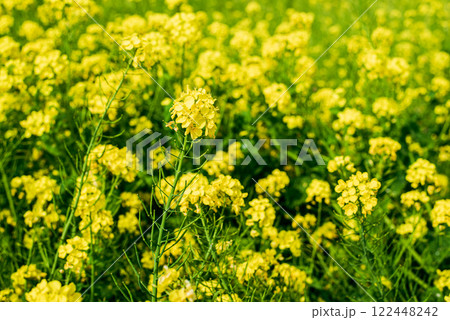 菜の花畑 菜の花畑 122448242