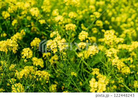 菜の花畑 122448243
