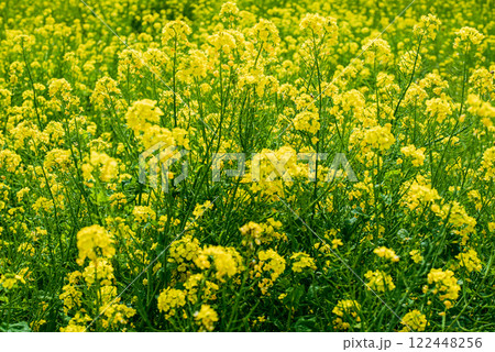 菜の花畑 菜の花畑 122448256