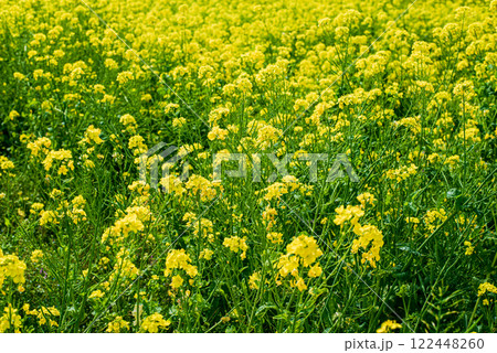 菜の花畑 122448260
