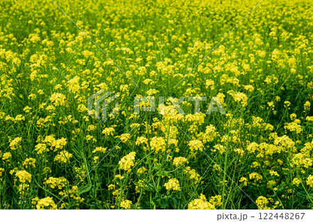 菜の花畑 122448267