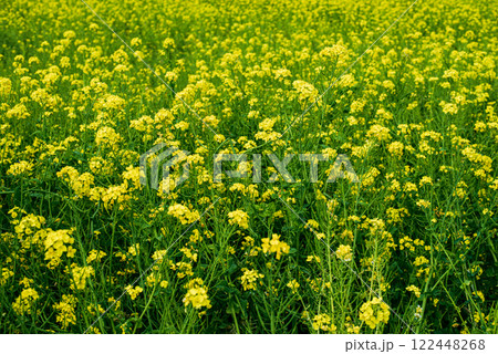 菜の花畑 122448268