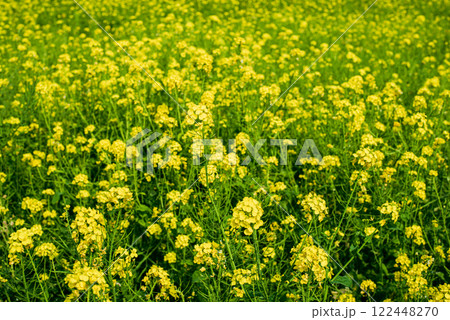 菜の花畑 122448270