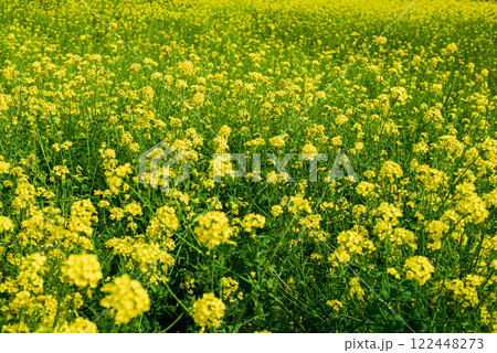 菜の花畑 菜の花畑 122448273