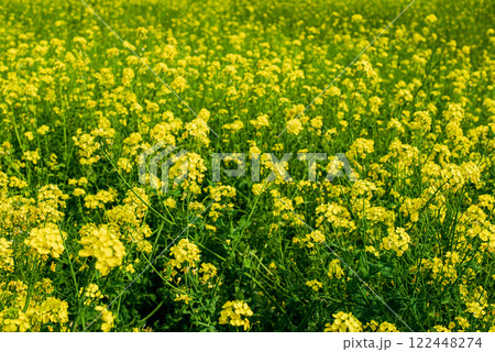 菜の花畑 122448274