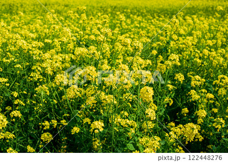 菜の花畑 122448276