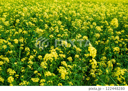 菜の花畑 122448280