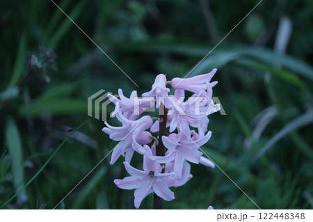 春の野に咲く薄紫のヒヤシンス 春の野に咲く薄紫のヒヤシンス 122448348