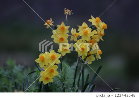 春の暗がりに鮮やかな黄水仙 春の暗がりに鮮やかな黄水仙 122448349