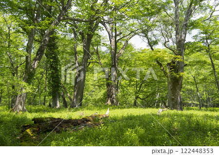 新緑のミズナラ林 122448353