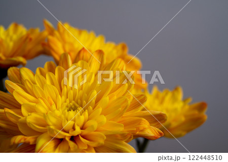 菊の花 菊の花 122448510