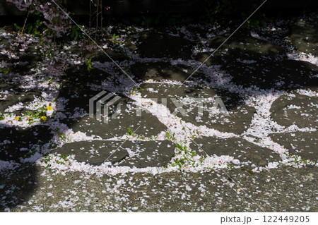 石畳に積もった桜の花びら 石畳に積もった桜の花びら 122449205