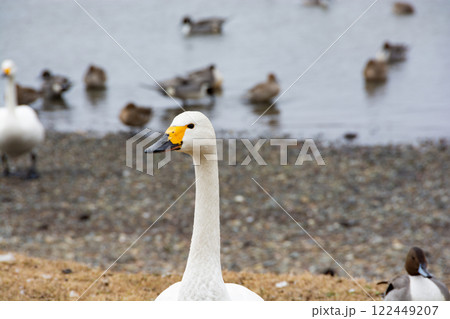 湖畔のコハクチョウ 湖畔のコハクチョウ 122449207