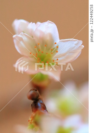桜の花 122449258