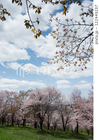 サクラが満開の春の公園 サクラが満開の春の公園 122449287