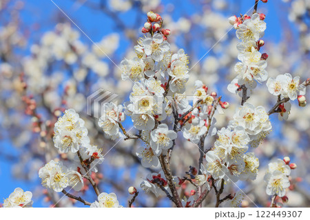 ウメの花 122449307