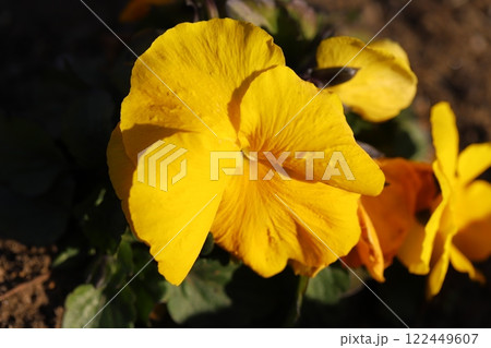 冬の庭に咲くサンシキスミレ(パンジー)の花 冬の庭に咲くサンシキスミレ(パンジー)の花 122449607