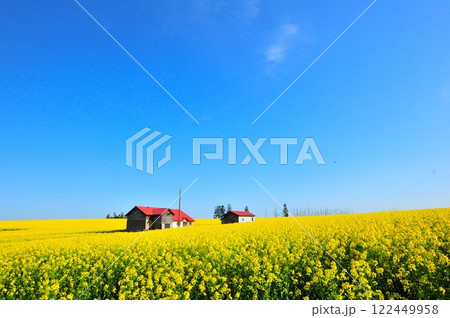 北海道　菜の花畑 122449958