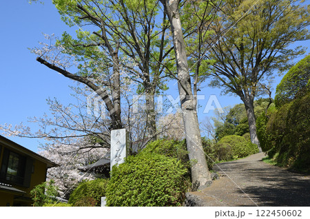 燃ゆる新緑 122450602