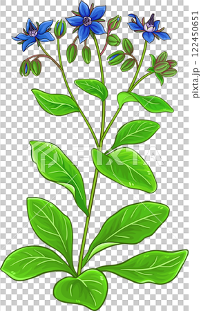 Borage Plant and Leaves Colored Detailed Illustration Borage Plant and Leaves Colored Detailed Illustration 122450651