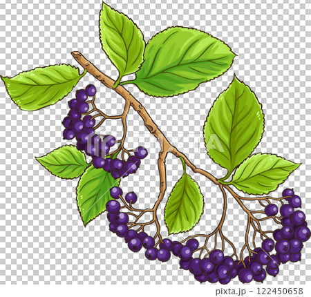 Black Rowan Branch with Berries  Colored Detailed Illustration 122450658