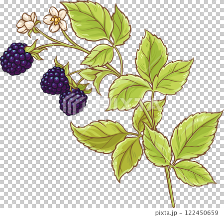 Blackberry Branch with Flowers and Berries  Colored Detailed Illustration 122450659