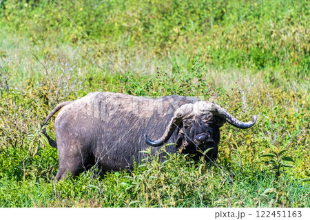 Buffalos in Lake Nakuru National park 122451163