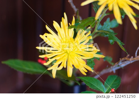 お正月の装飾 - キレイな菊の花 - お正月の装飾 - キレイな菊の花 - 122451250