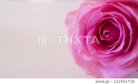 ピンクのバラの花とピンクの背景 122451716