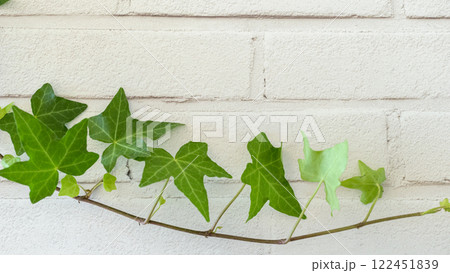 白い壁とアイビー 122451839