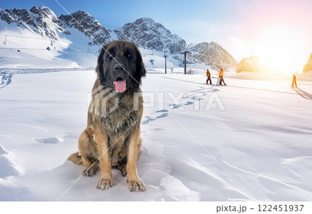 Leonberger in mountain 122451937