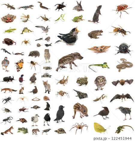 european wildlife in studio european wildlife in studio 122451944