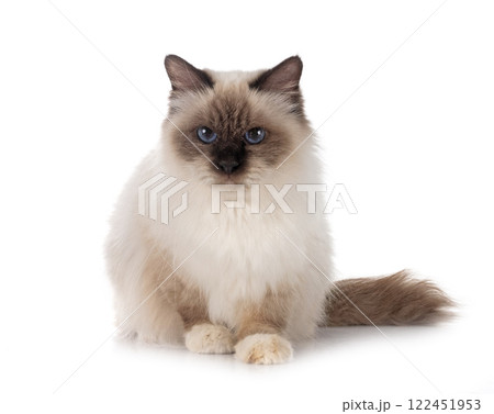birman cat in studio birman cat in studio 122451953