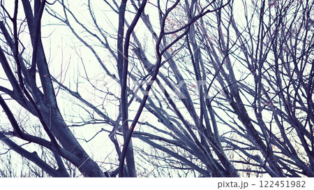冬枯れしたけやき並木 122451982