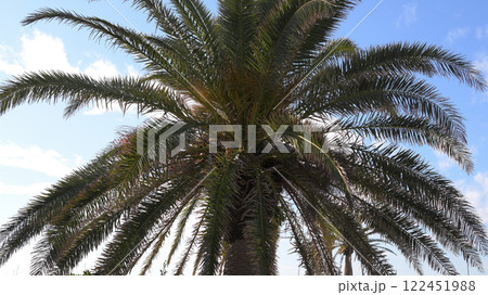 椰子の木 122451988