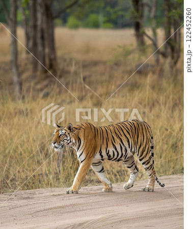 wild bengal female tiger or panthera tigris side profile on prowl in search of prey walking on forest trail or road in natural scenic environment at kanha national park reserve madhya pradesh india 122452260