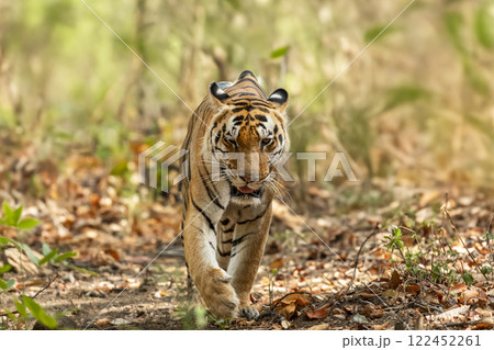 wild dominant male bengal tiger kanha national park forest reserve madhya pradesh india panthera tigris of tourism zone patrolling or walking head on with eye contact in hot summer season safari wild dominant male bengal tiger kanha national park forest reserve madhya pradesh india panthera tigris of tourism zone patrolling or walking head on with eye contact in hot summer season safari 122452261