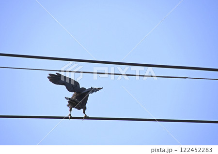 電線にとまるハシブトガラスの後ろ姿 電線にとまるハシブトガラスの後ろ姿 122452283