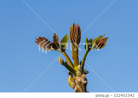 foliage and catkins of the hazel tree during flowering, walnut blossoms in closeup in the spring season in the garden 122452342